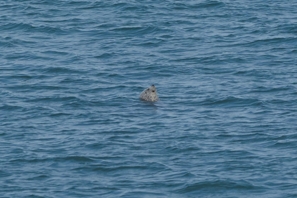 Spotted Seal - ML648353148