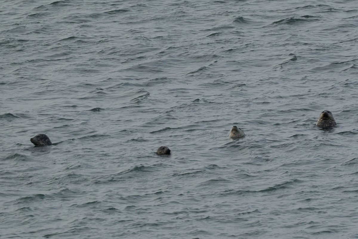 יונקים - ML648353149