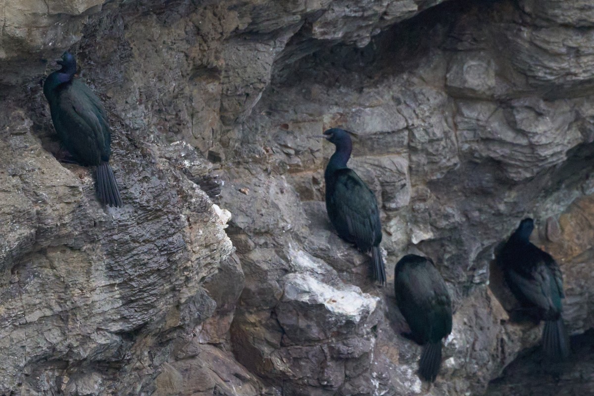 Pelagic Cormorant - ML648353206