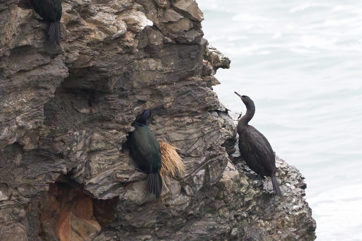 Pelagic Cormorant - ML648353222