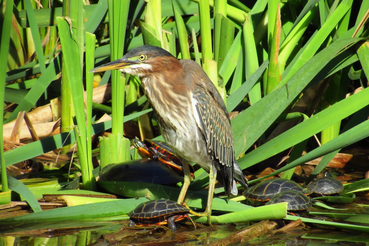 Green Heron - ML64835351