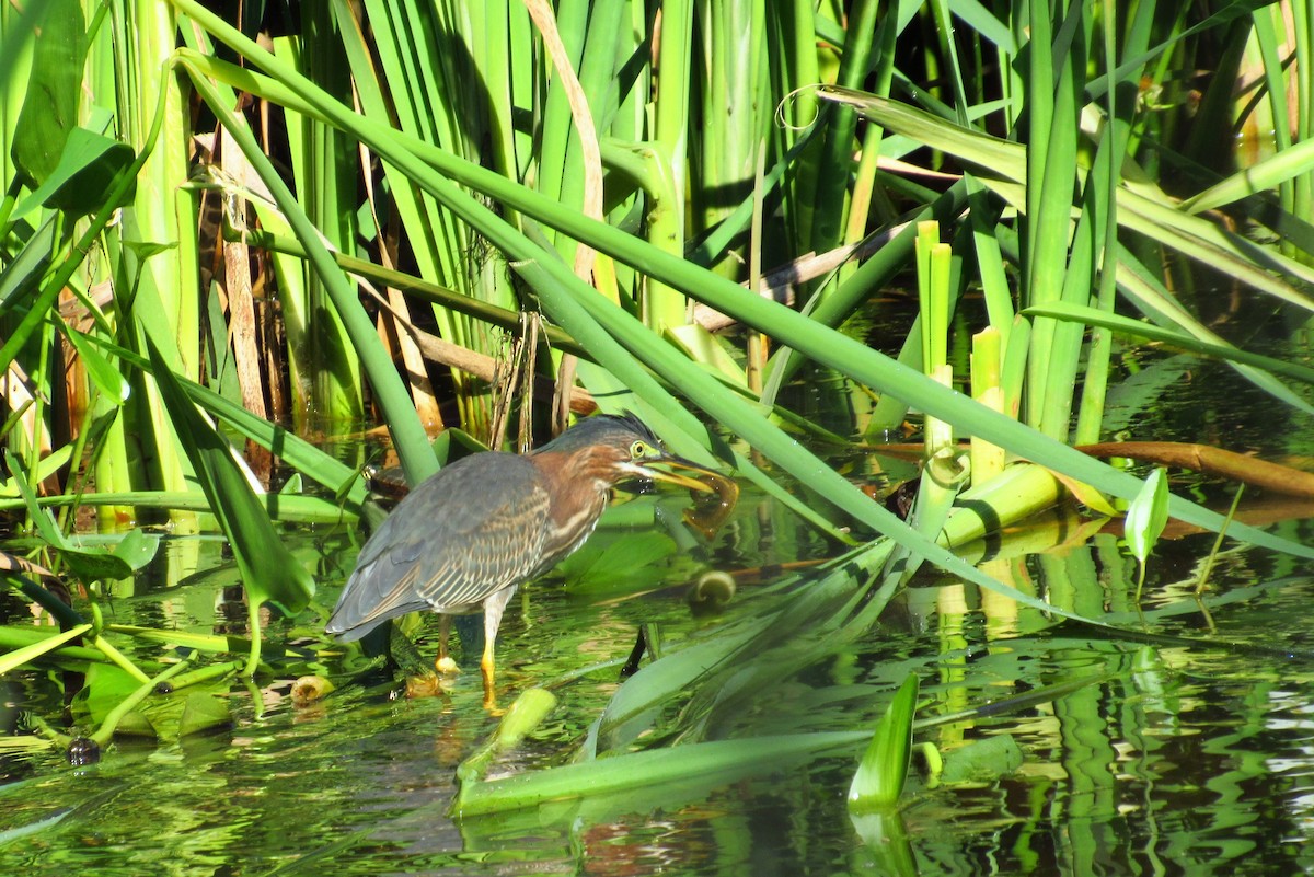 Green Heron - Eric Walther