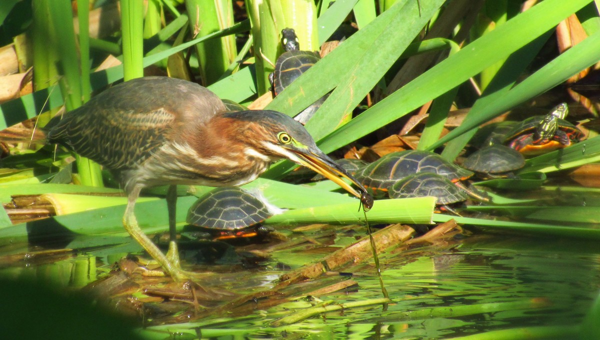 Green Heron - Eric Walther