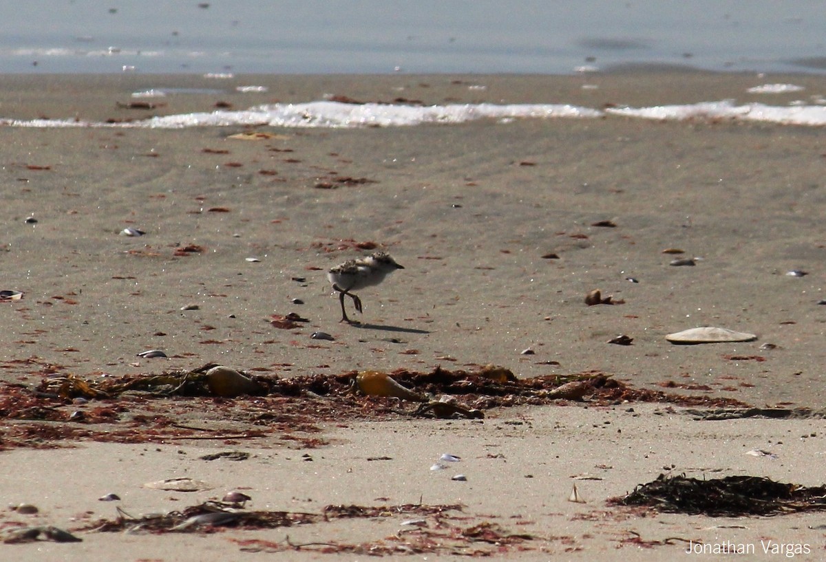 Snowy Plover - ML64835391