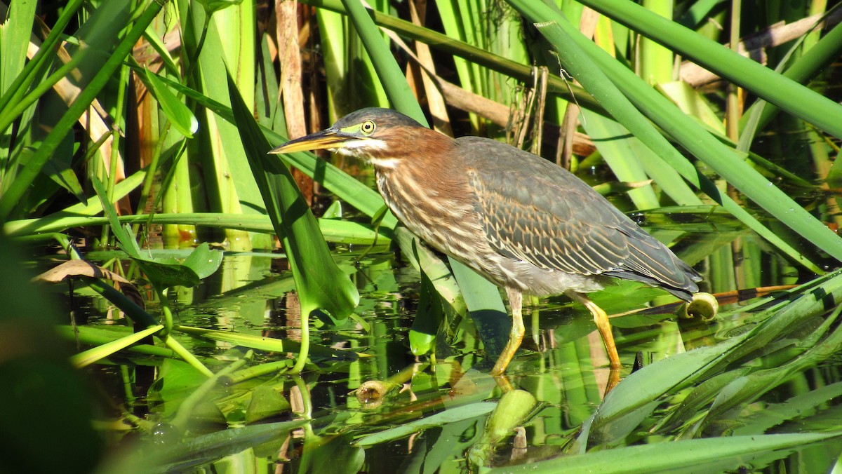 Green Heron - ML64835421