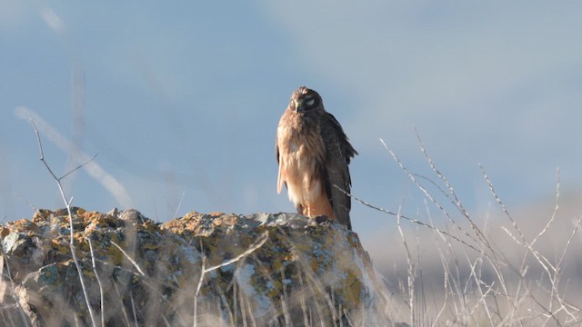 Northern Harrier - ML648354256