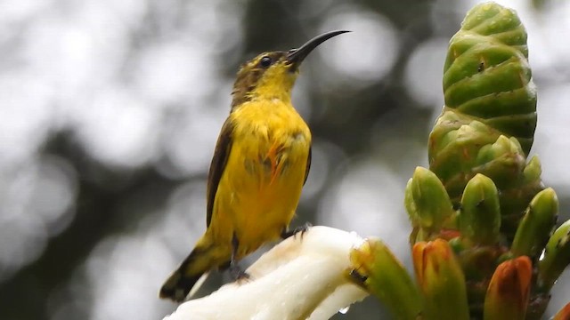 Sahul Sunbird - ML648354262