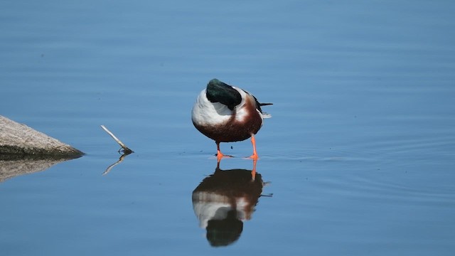 skjeand - ML648354448