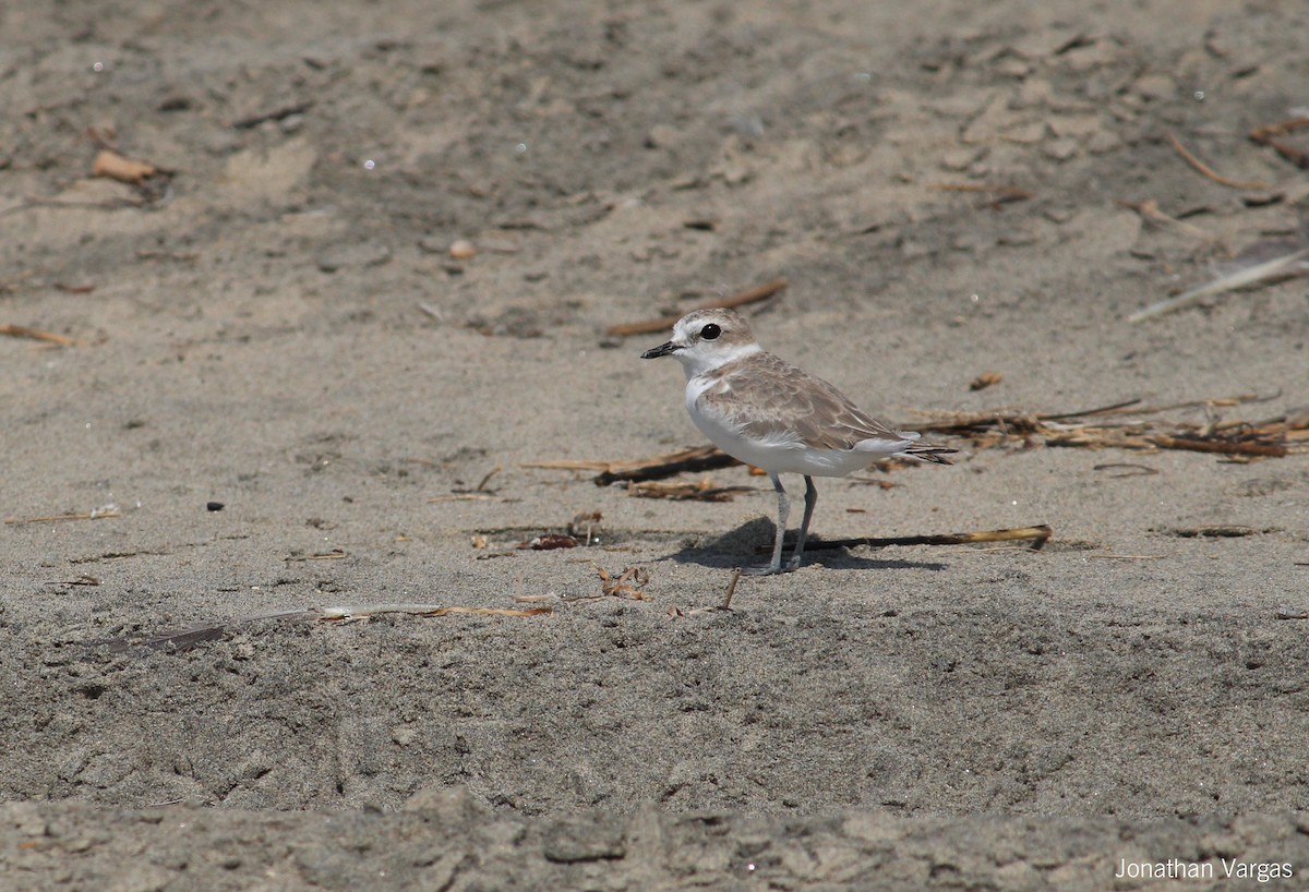 Snowy Plover - ML64835461