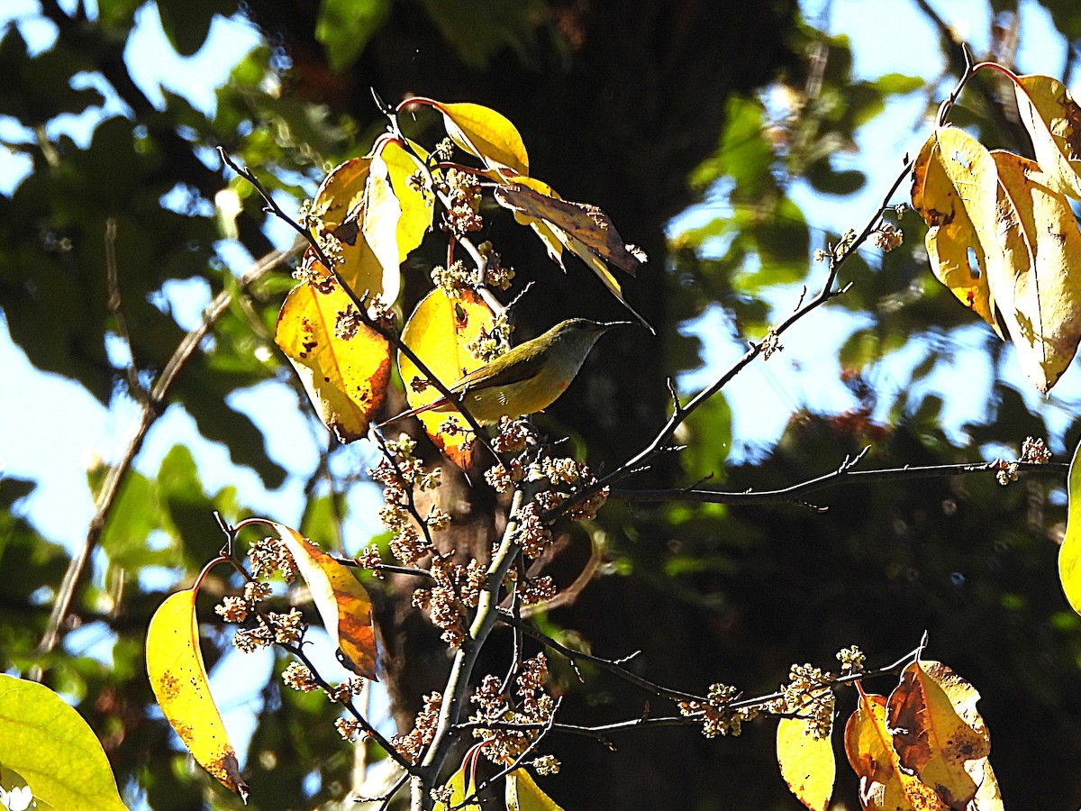 Fire-tailed Sunbird - ML648354692