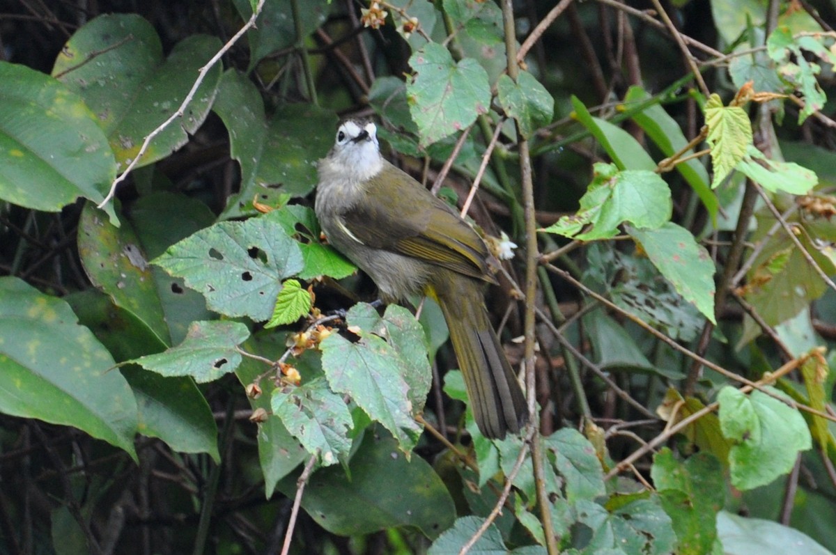 Pale-faced Bulbul - ML648354956