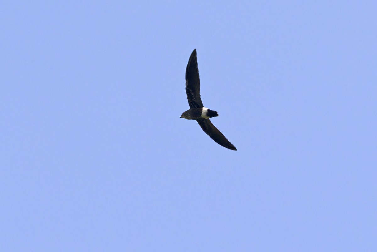 Mottled Spinetail - ML648355053