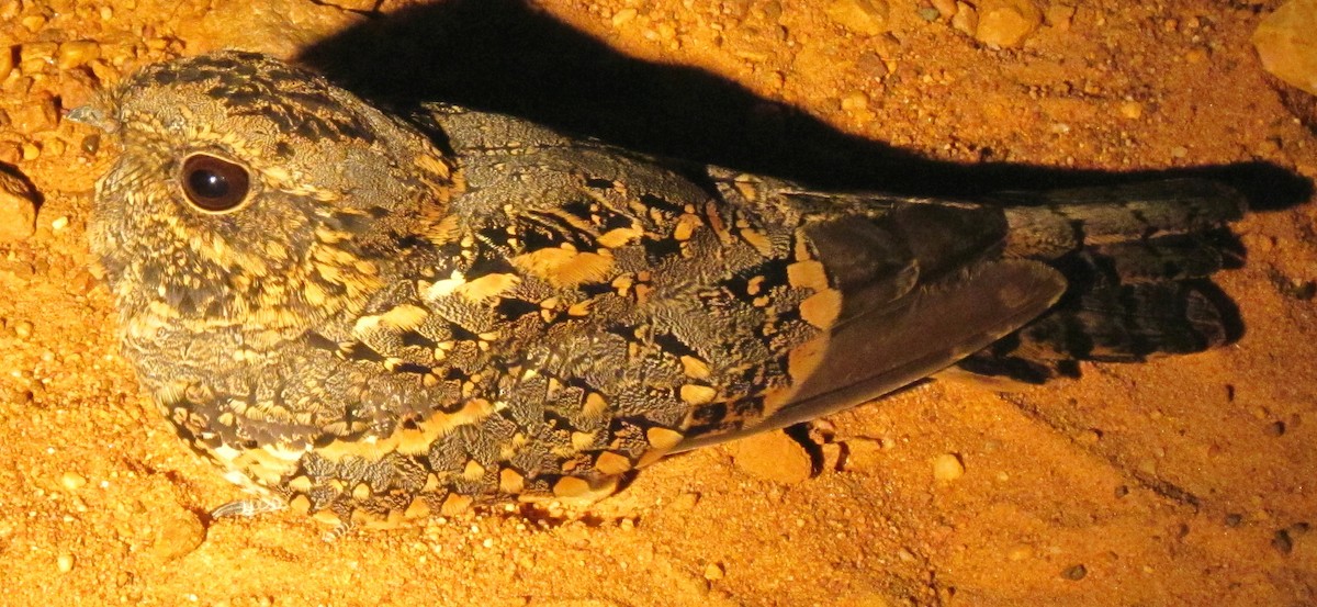 Fiery-necked Nightjar - ML648355238