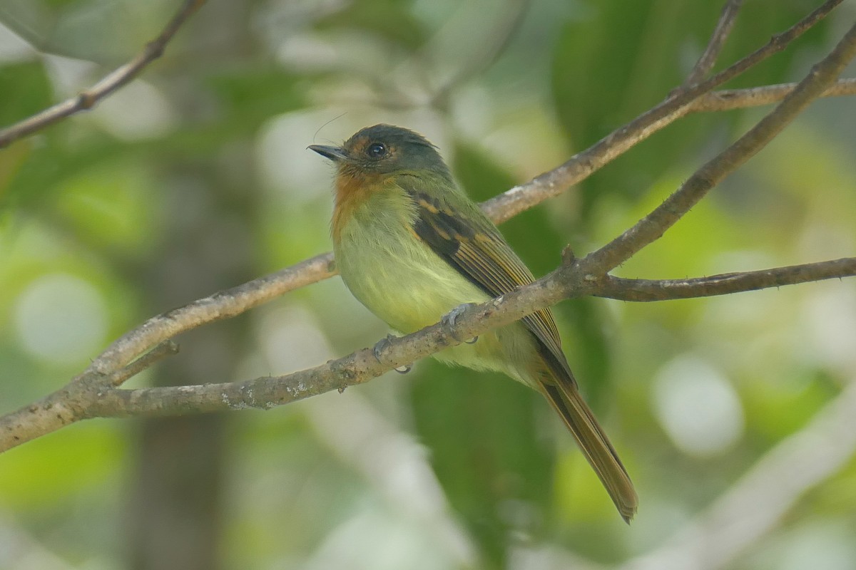 Rufous-breasted Flycatcher - ML648355252