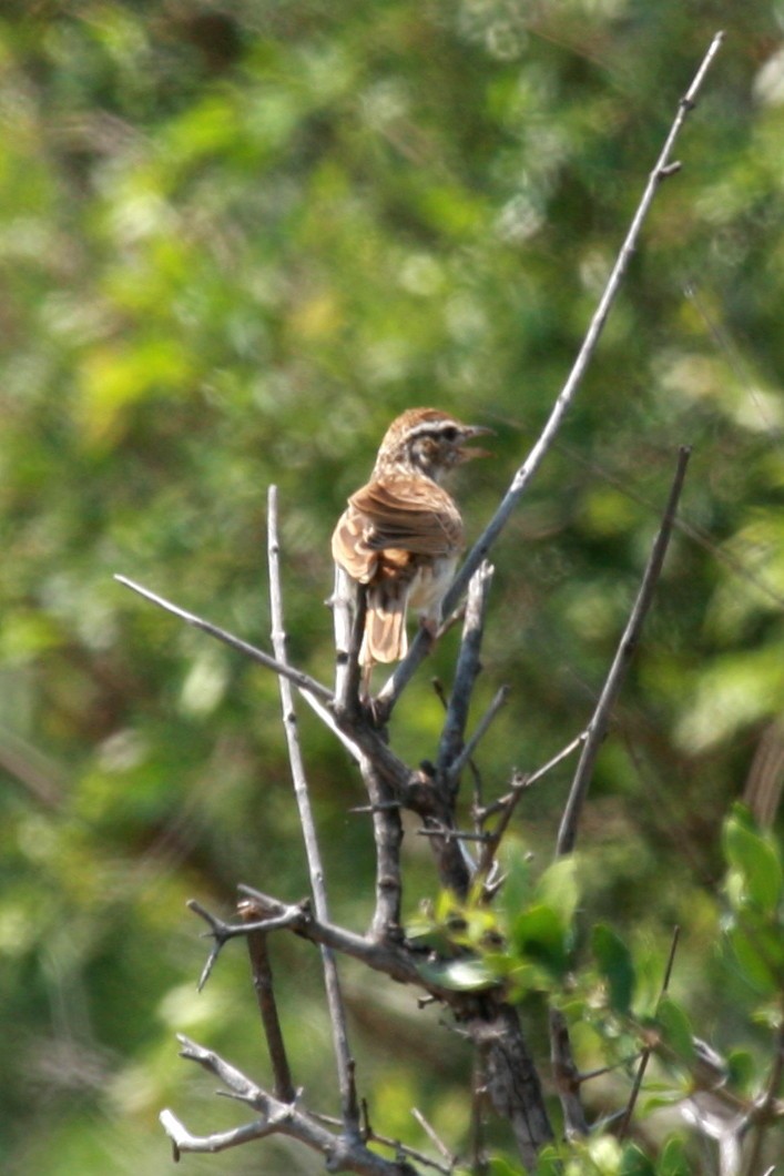 krattlerke (africanoides gr.) - ML648355682