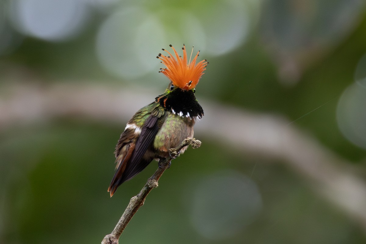 Rufous-crested Coquette - ML648355940
