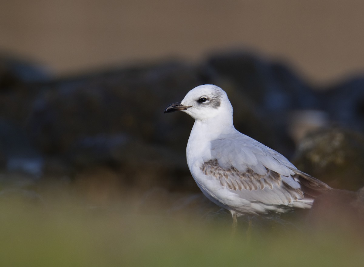 ニシズグロカモメ - ML648356014