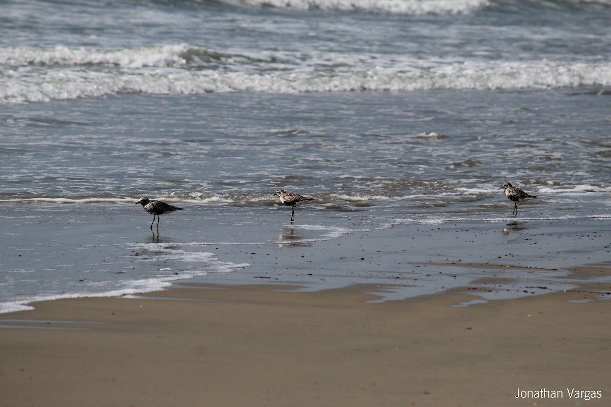 Black-bellied Plover - ML64835611