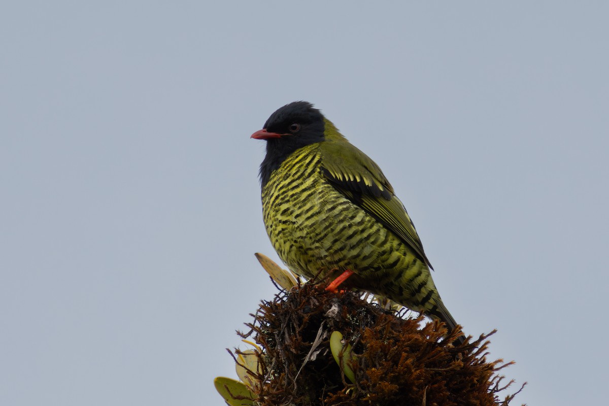 Barred Fruiteater - ML648356192