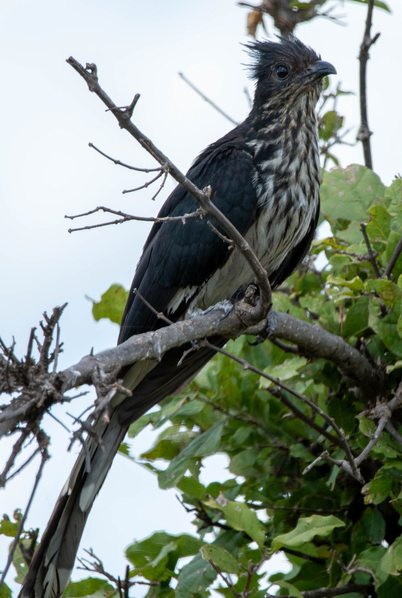 Coucou de Levaillant - ML648356251