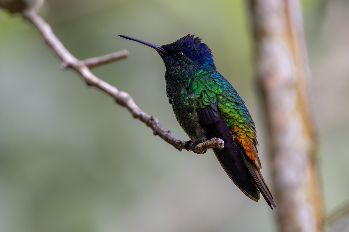 Golden-tailed Sapphire - ML648356255