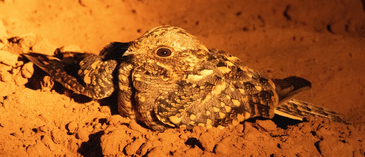 Engoulevent du Mozambique - ML648356270