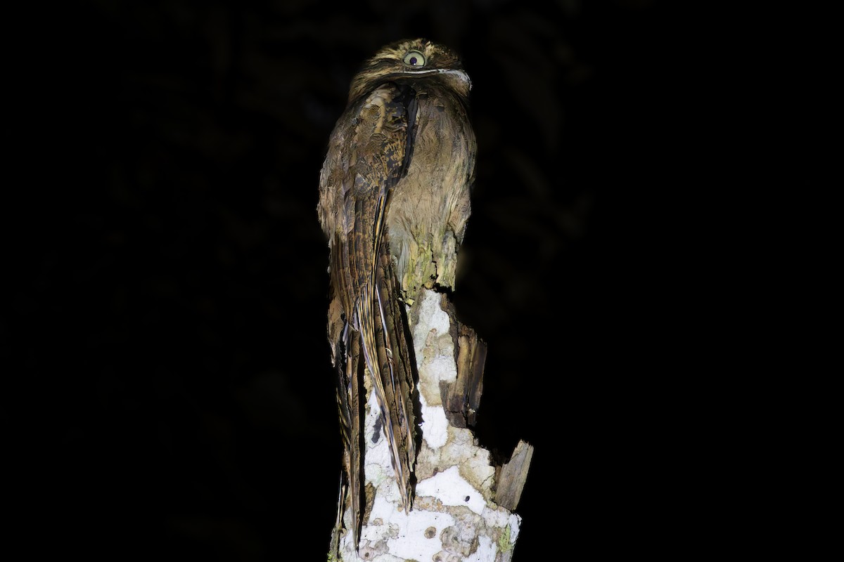 Long-tailed Potoo - ML648356367