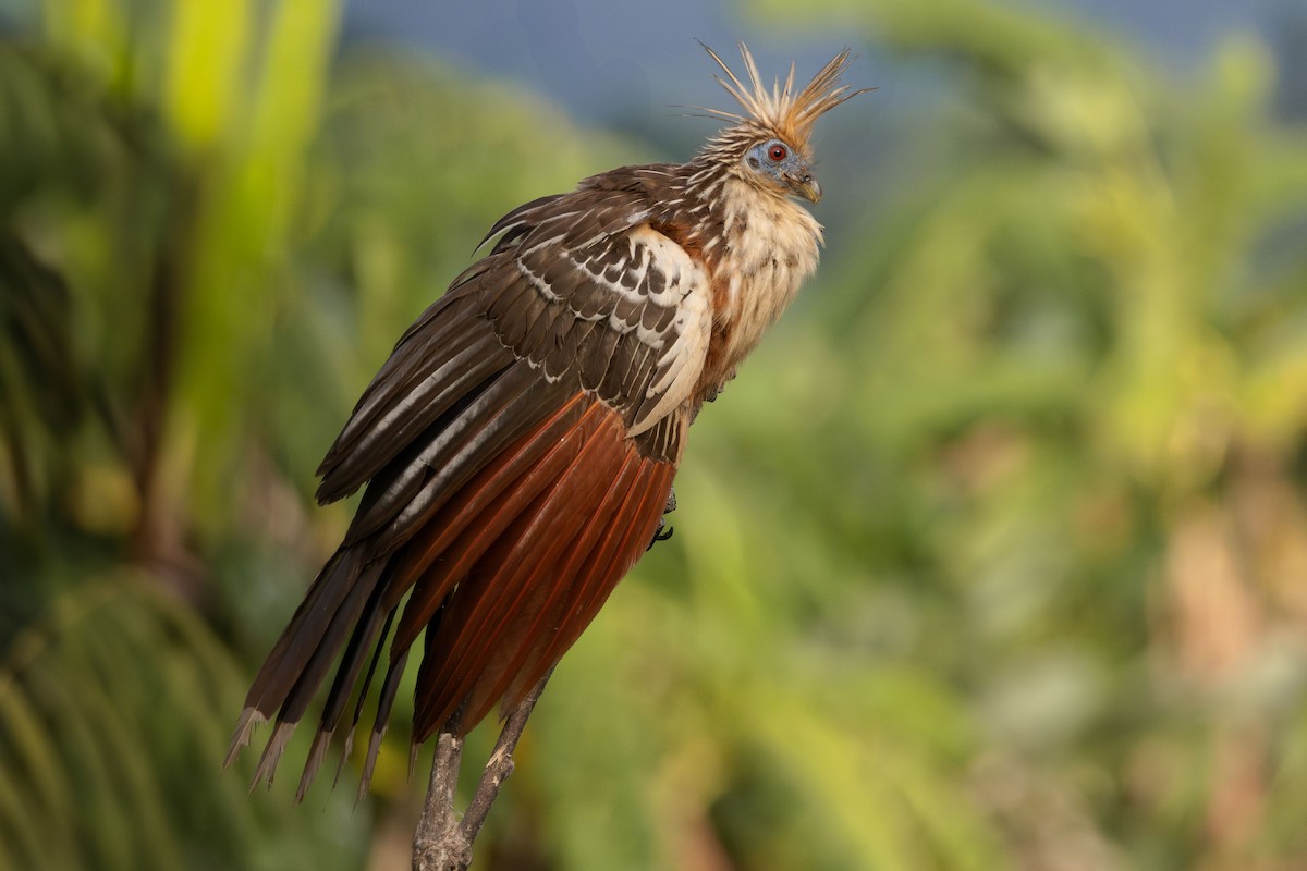 Hoatzin - ML648356490