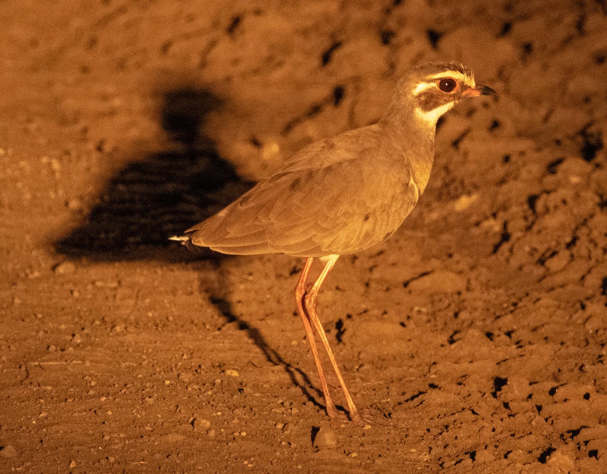 Courvite à ailes bronzées - ML648356680
