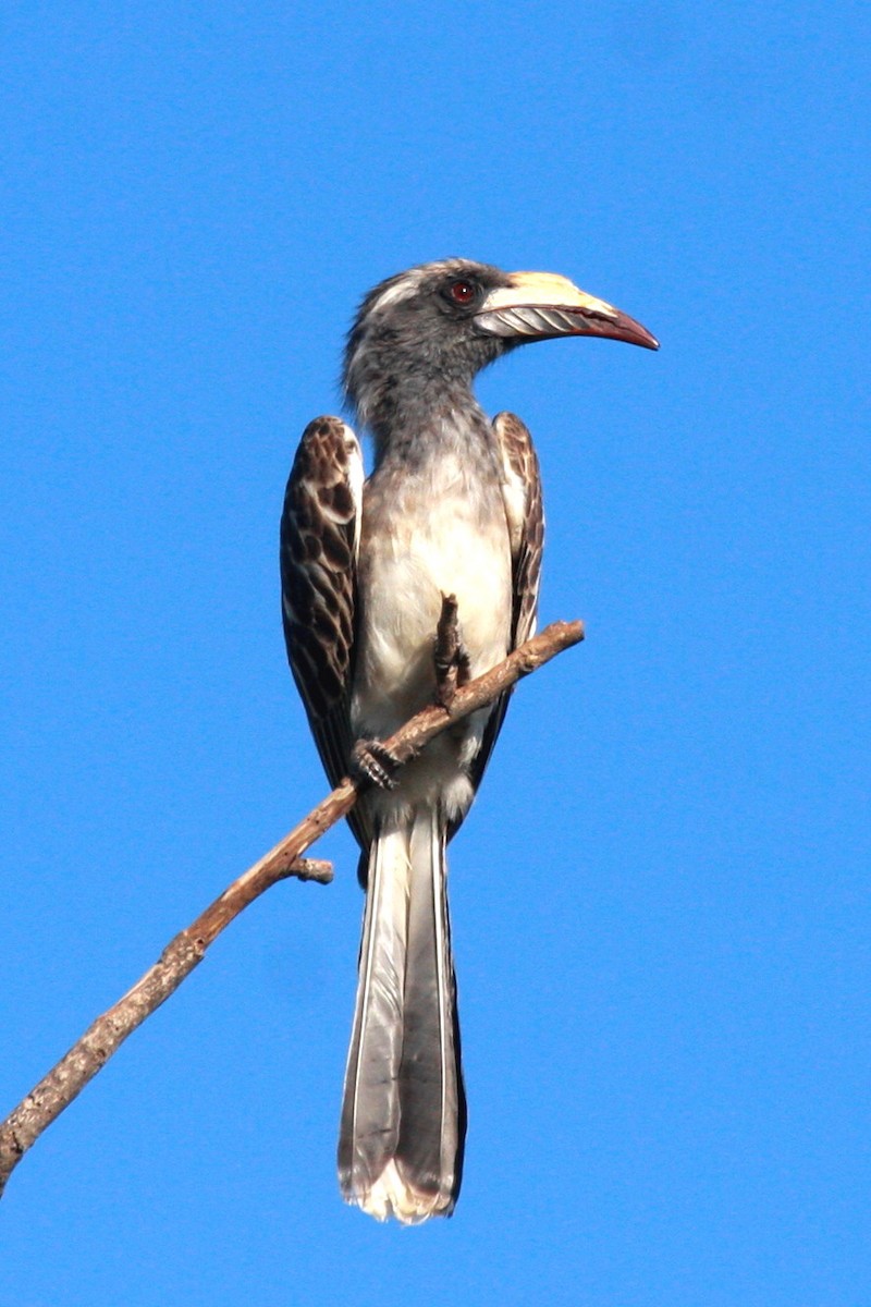 Calao à bec noir - ML648356688