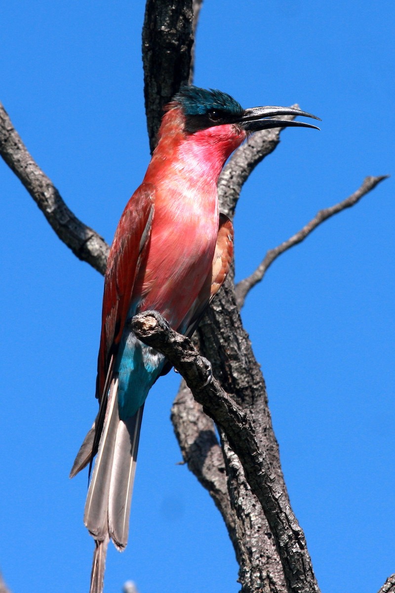 Southern Carmine Bee-eater - Anonymous