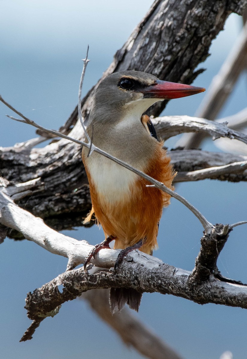 Martin-chasseur à tête grise - ML648356703