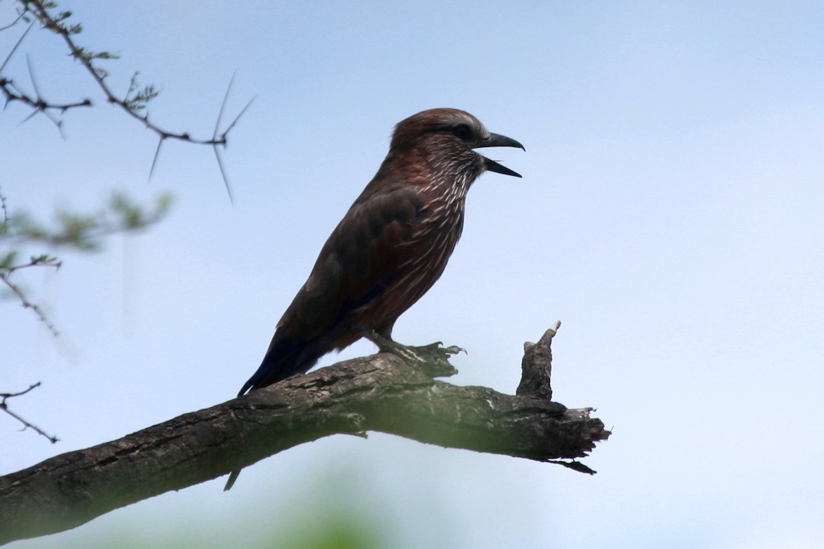 Rollier varié - ML648356713