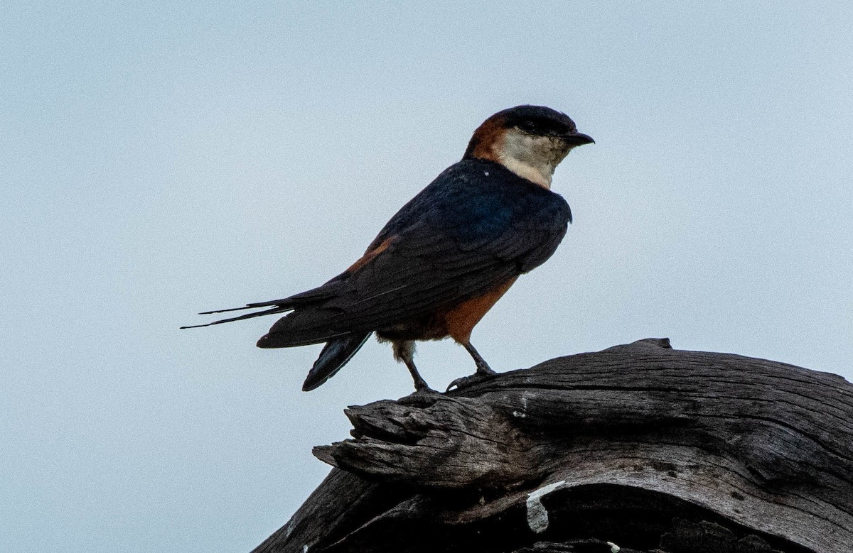 Hirondelle des mosquées - ML648356729