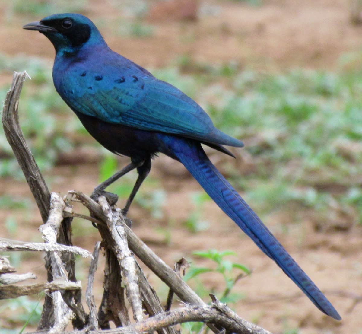 Choucador de Meves - ML648356747