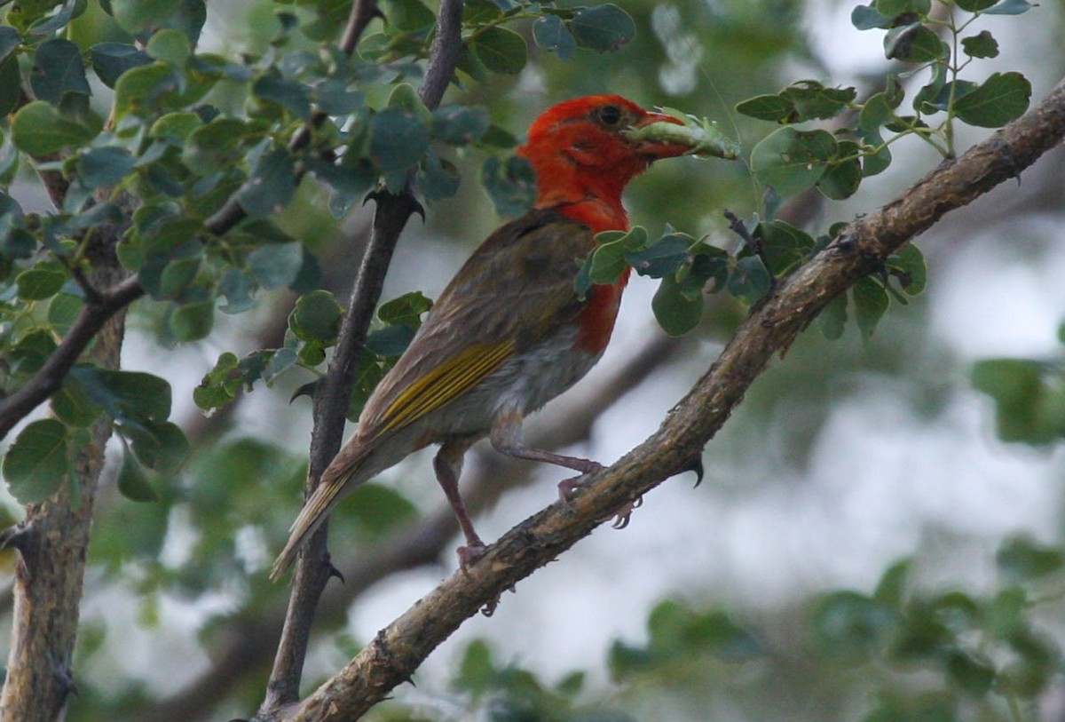 Anaplecte écarlate - ML648356762