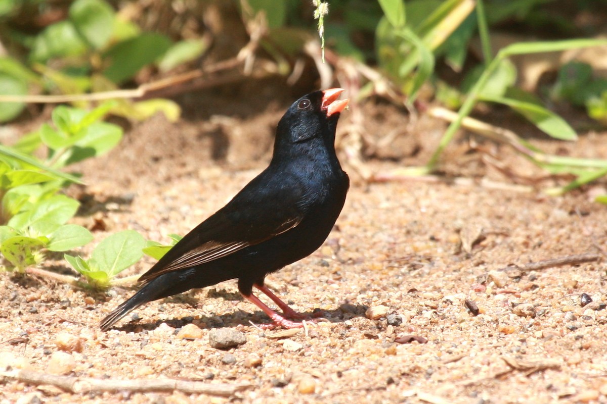 Combassou du Sénégal - ML648356772