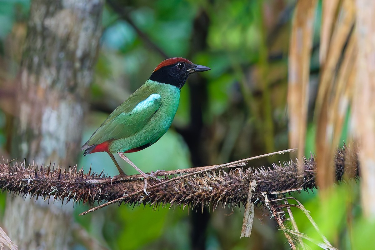 Nicobar Hooded Pitta - ML648356929