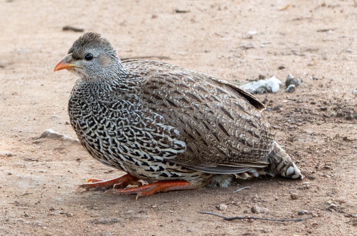 Natal Spurfowl - Anonymous