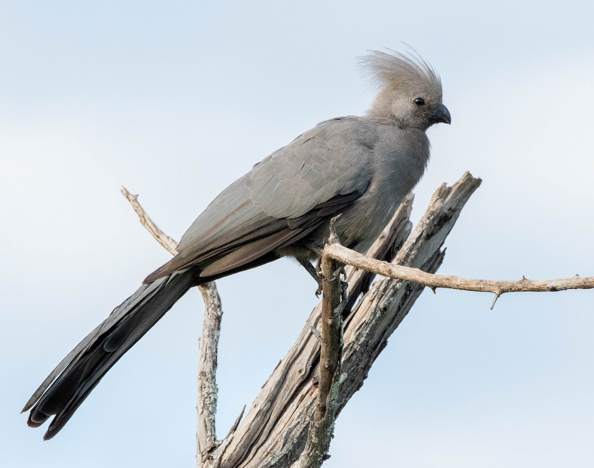 Touraco concolore - ML648356939