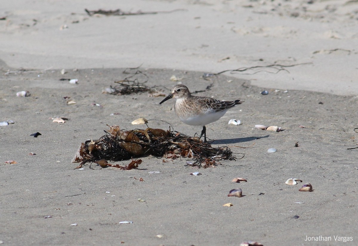 Baird's Sandpiper - ML64835721