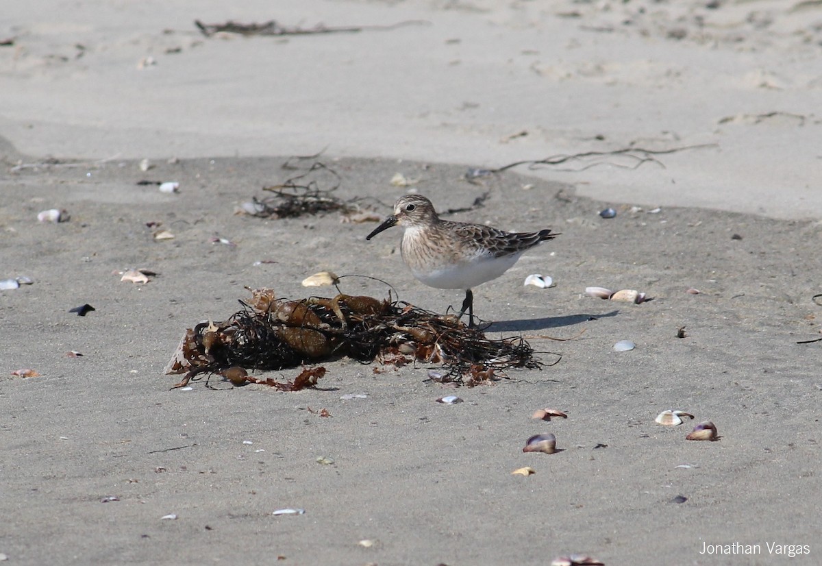 Baird's Sandpiper - Jonathan Vargas