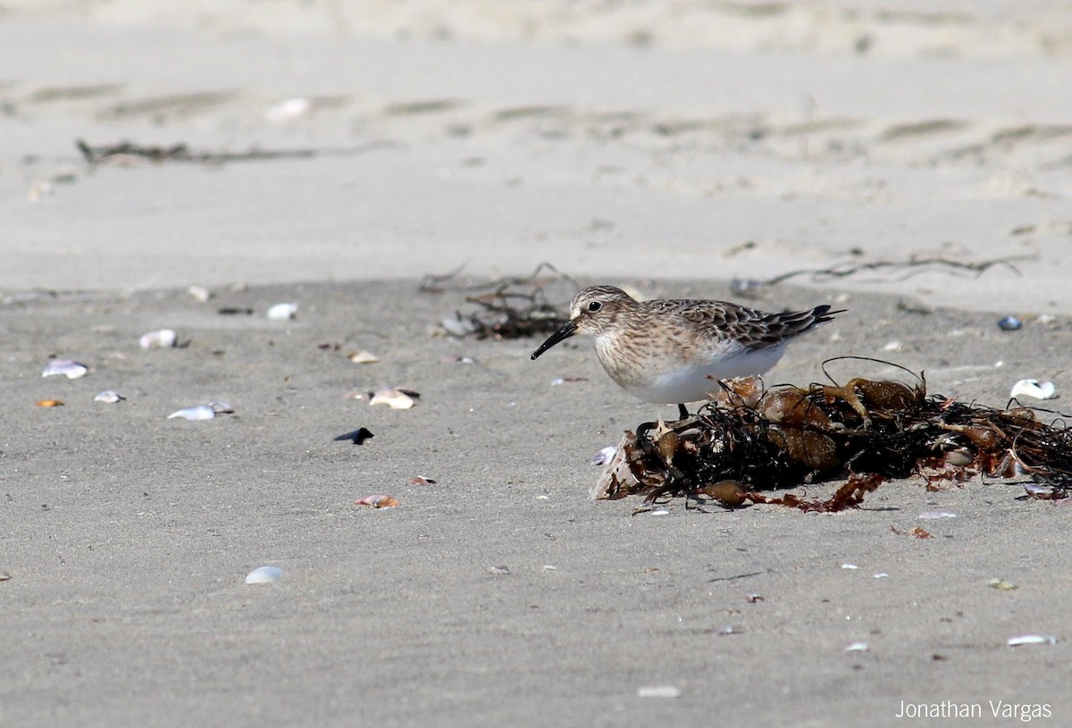 Baird's Sandpiper - ML64835741