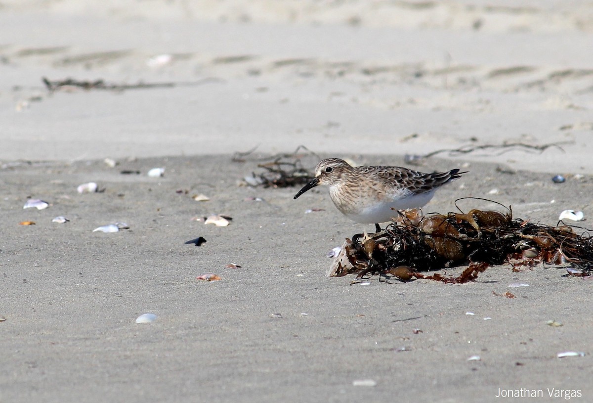 Baird's Sandpiper - Jonathan Vargas