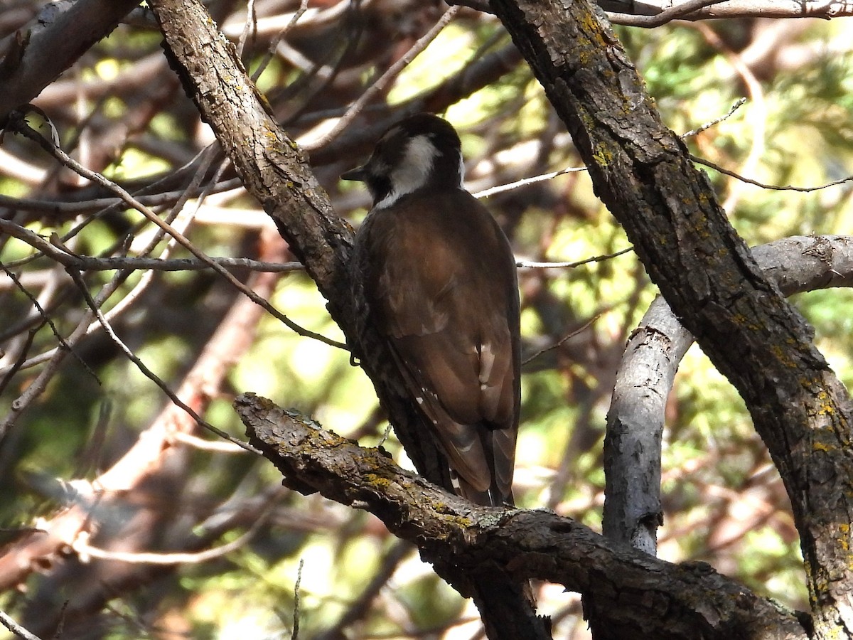 Arizona Woodpecker - ML648357546