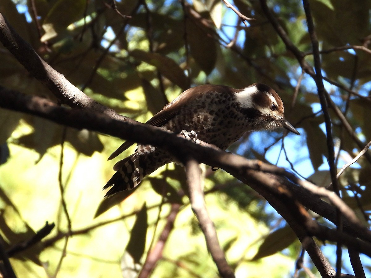 Arizona Woodpecker - ML648357547