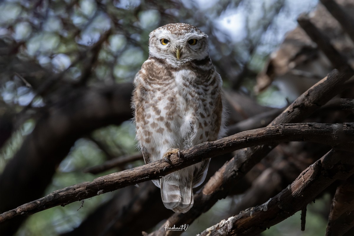 Spotted Owlet - ML648357861