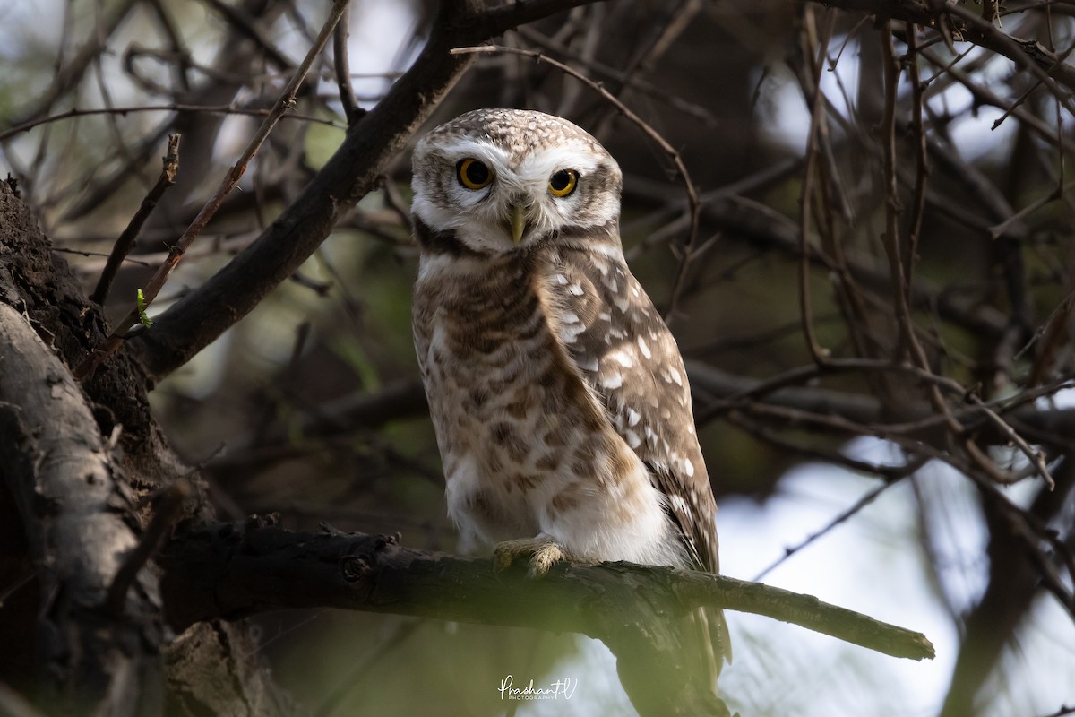 Spotted Owlet - ML648357862