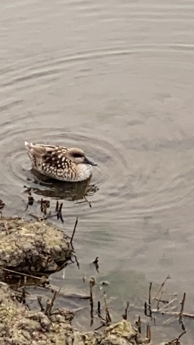 Чирянка вузькодзьоба - ML648358231