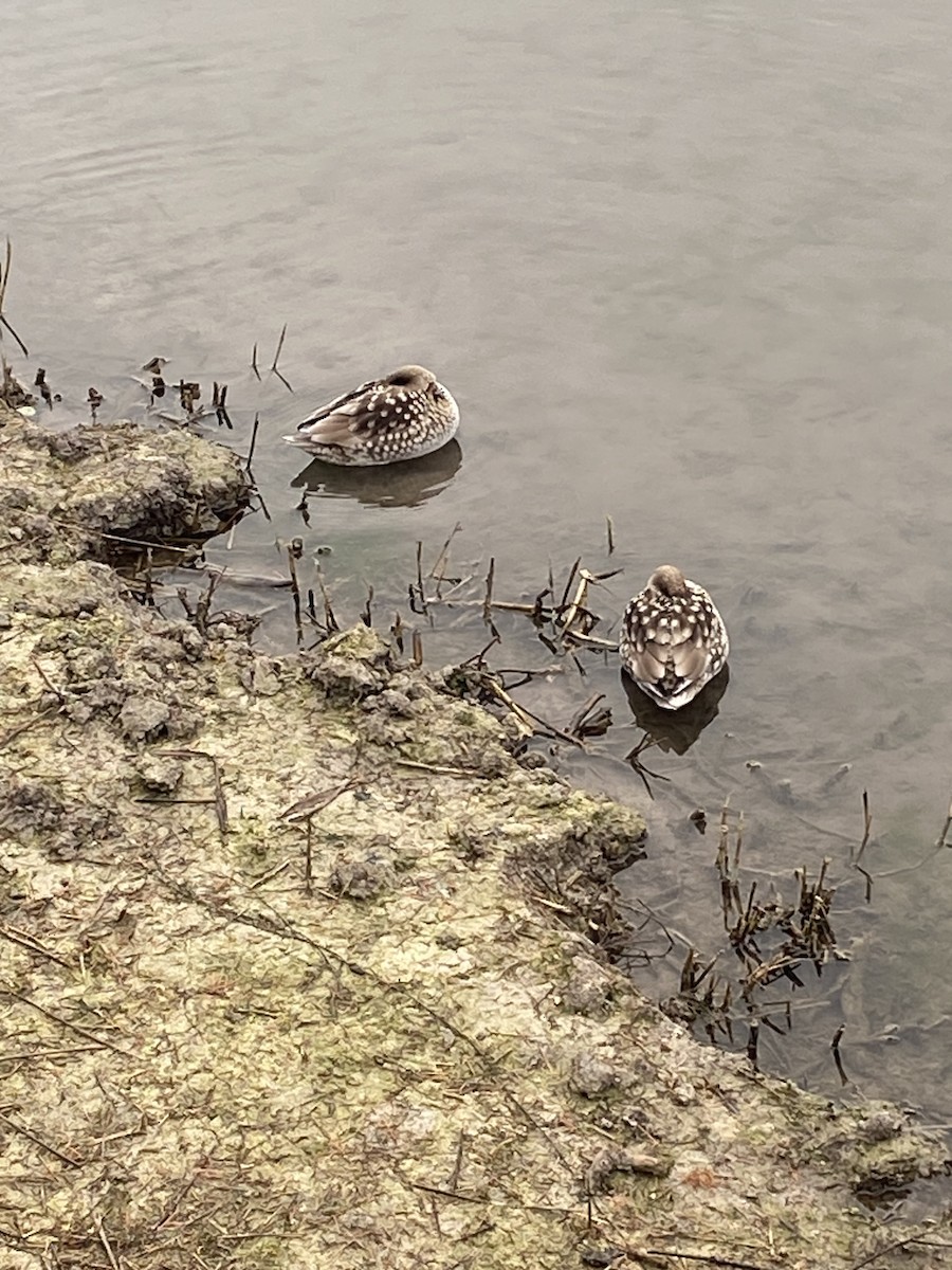 Чирянка вузькодзьоба - ML648358232